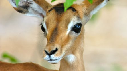  Animaux du Botswana