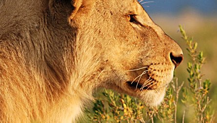  Aventure Namibie & Botswana