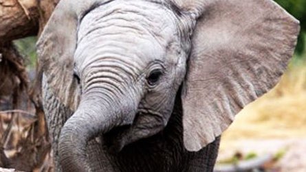  Des éléphants et des Dunes