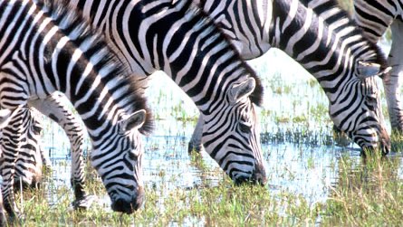  Delta, Faune et Kalahari