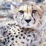 Impressions de Voyage d’Alexandre et Christel – Safari Auto Tour Namibie, Novembre 2015 Impressions de Voyage d’Alexandre et Christel – Safari Auto Tour Namibie, Novembre 2015