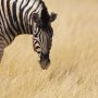 Impressions de voyage de Camille & sa famille, Auto-tour Namibie, Mai 2019