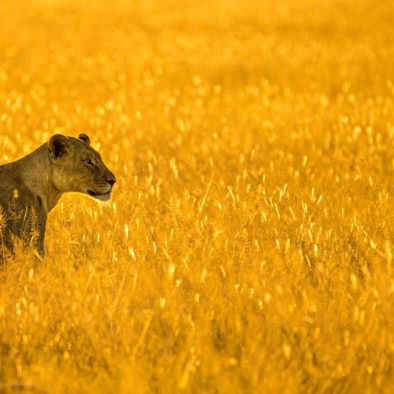 Lionne à Etosha