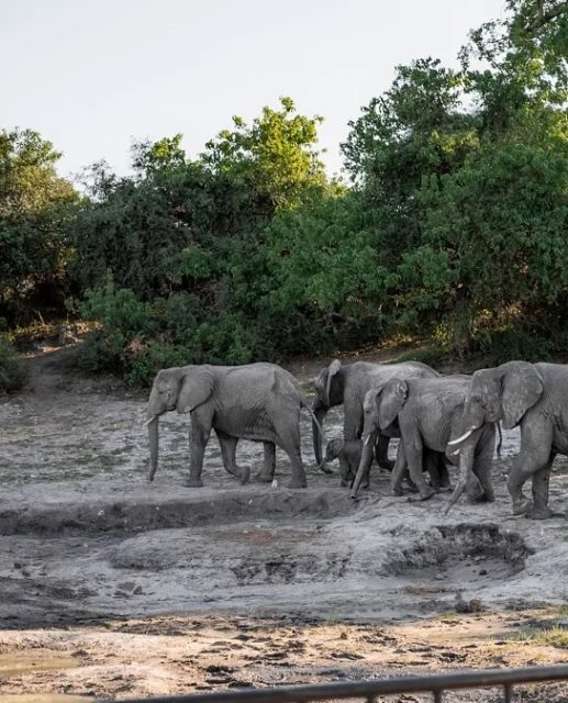 “Nous sommes revenus avec de très beaux souvenirs de paysages, de la faune et de belles personnes.“
— Thierry, Corinne, Josette et Jean Paul
Chez @damarana.safaris chaque témoignage est une invitation à continuer de créer des voyages qui touchent, inspirent et rapprochent. 🌍✨
#safarilife #discovernamibia #authenticafrica #voyagedurable #safariexperience