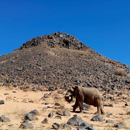 Parfois, les plus beaux souvenirs ne se prévoient pas. Ils viennent à vous.
Au cours de notre voyage en Namibie, ce géant paisible est apparu, calme et curieux, rappelant pourquoi nous voyageons ainsi : lentement, avec respect, ouverts à ce que la nature veut bien offrir.
Ces rencontres restent gravées bien après la fin du voyage.
#voyageauthentique #explorenamibia #safarivert