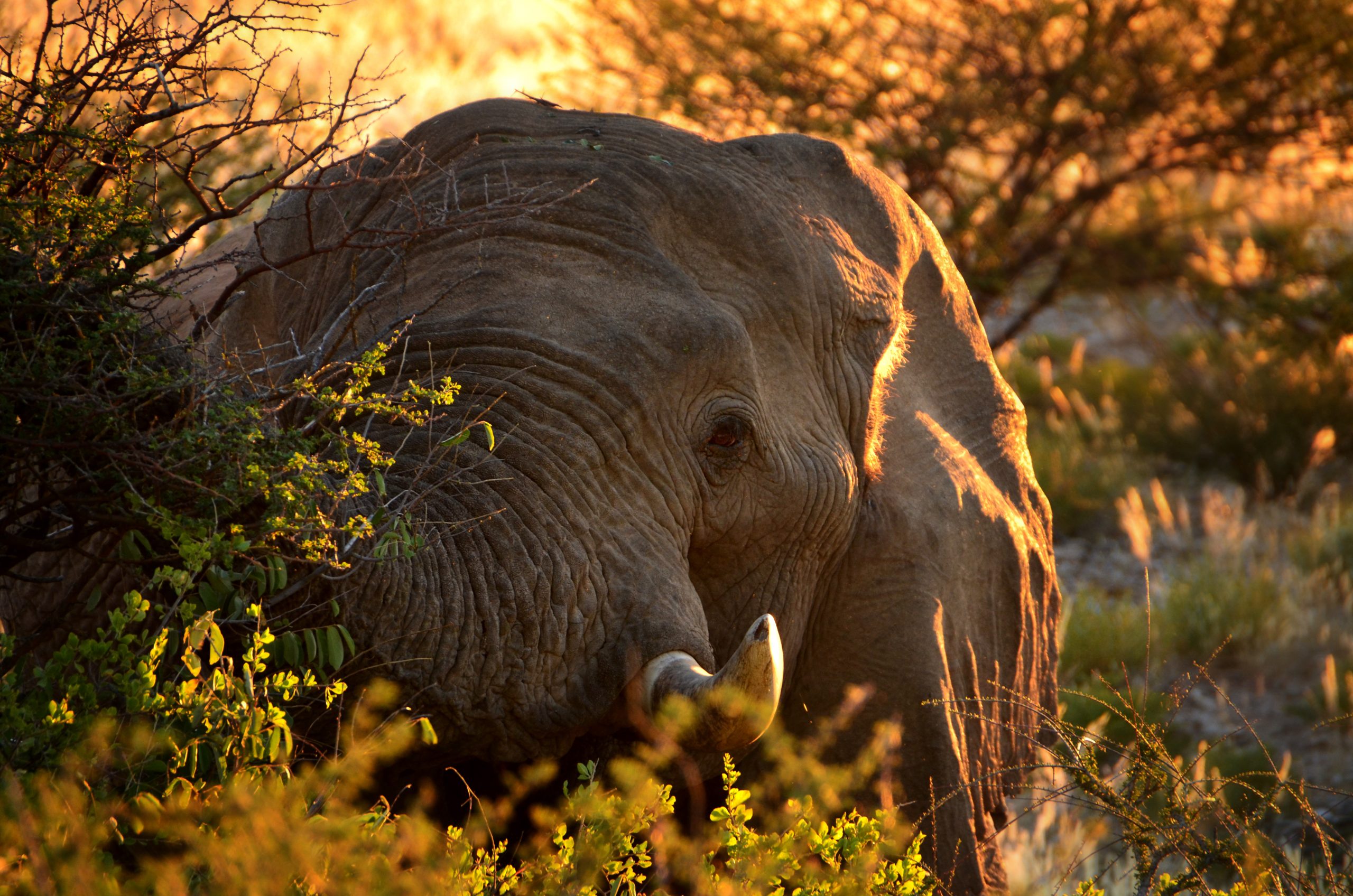 EHRA_Elephants_8