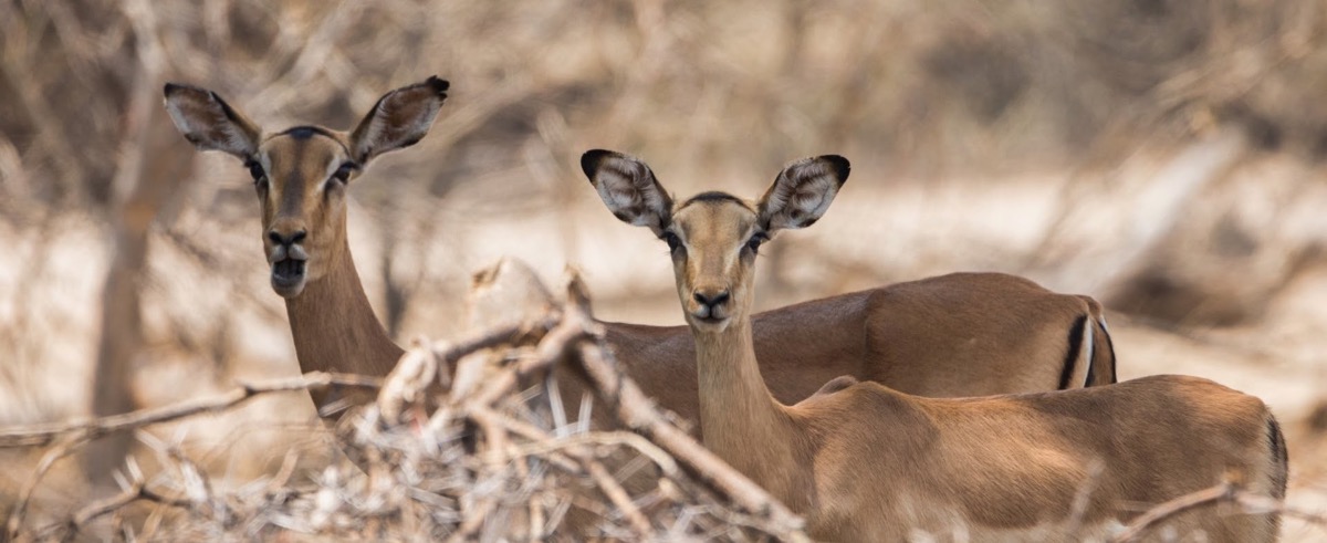 Floriane, Morgan & Loïse