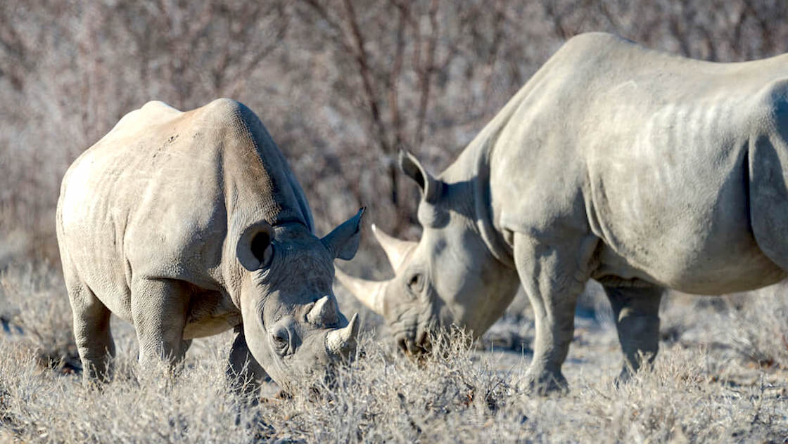 Sylvain, Catia, Enzo, Fabio & Loris