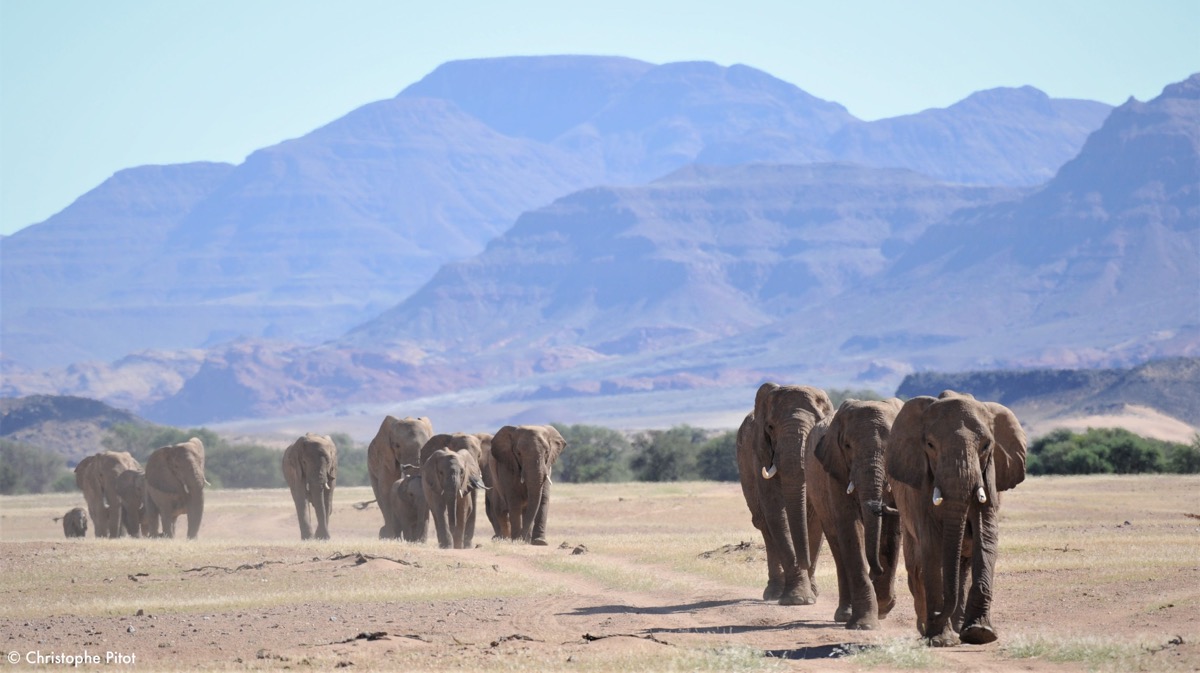 Des éléphants & des dunes