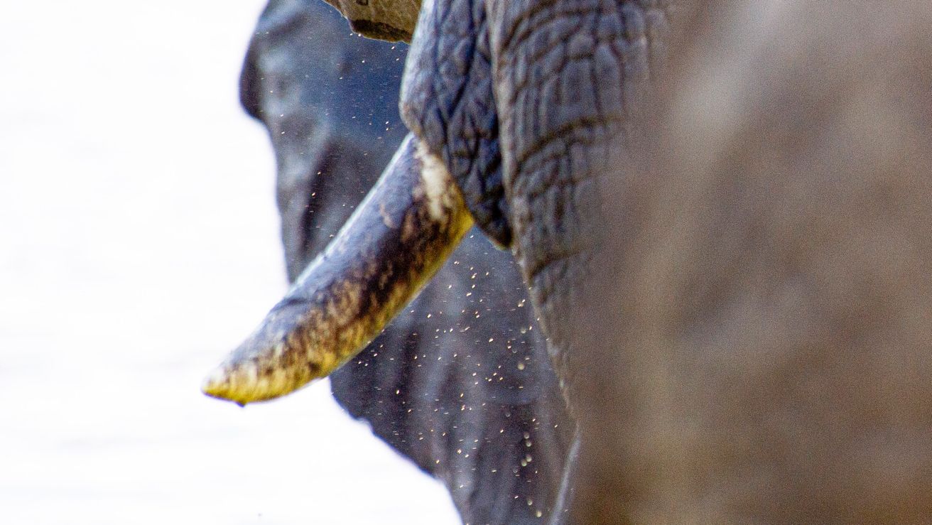 Safaris de Charme des Chutes Victoria à l'Okavango