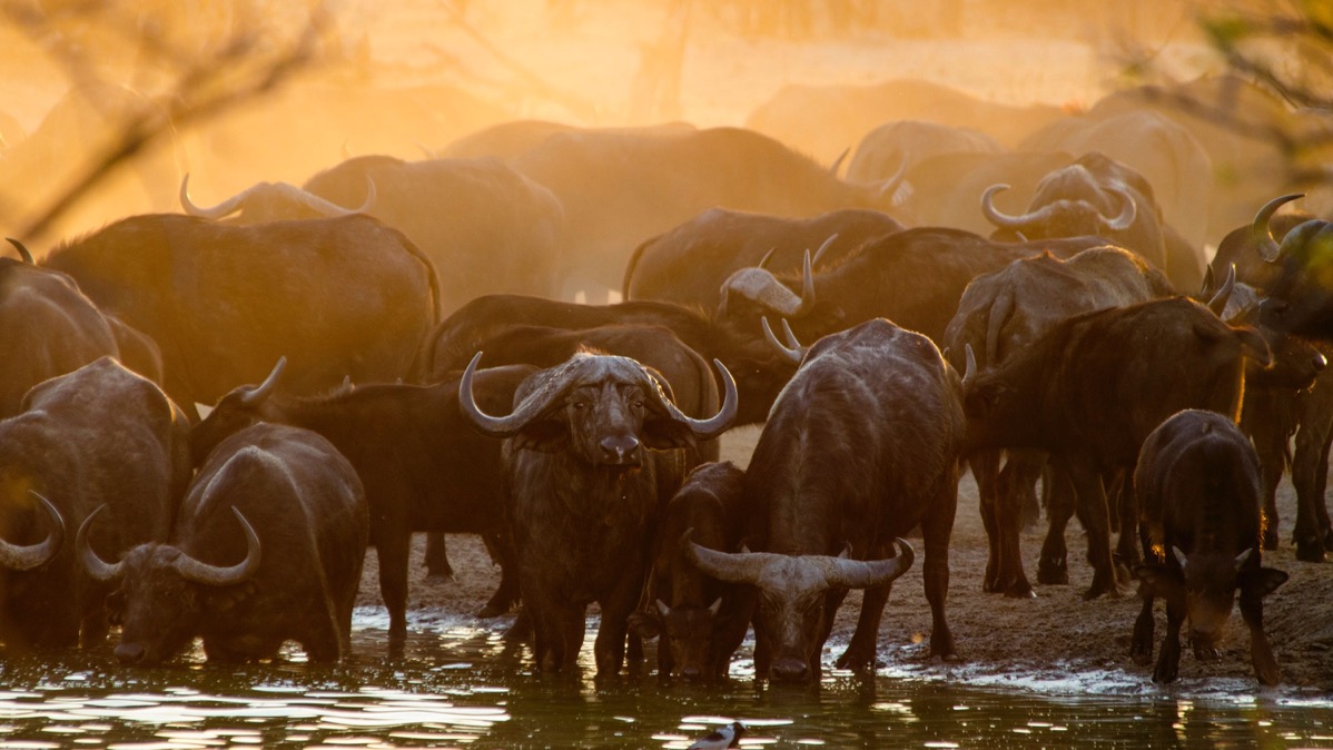 Votre Aventure Namibie, Botswana, Zimbabwe