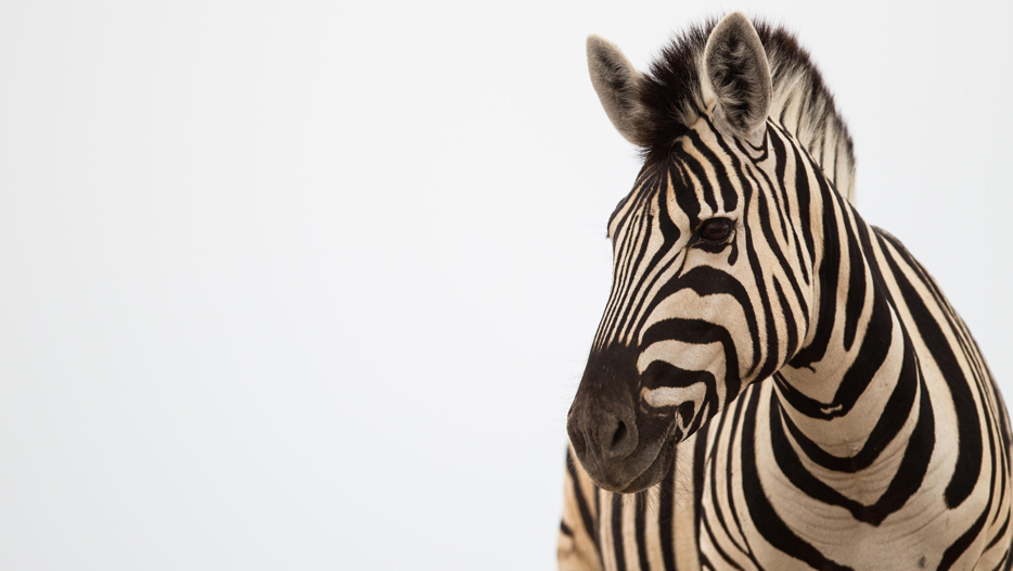 Grandiose Afrique Australe