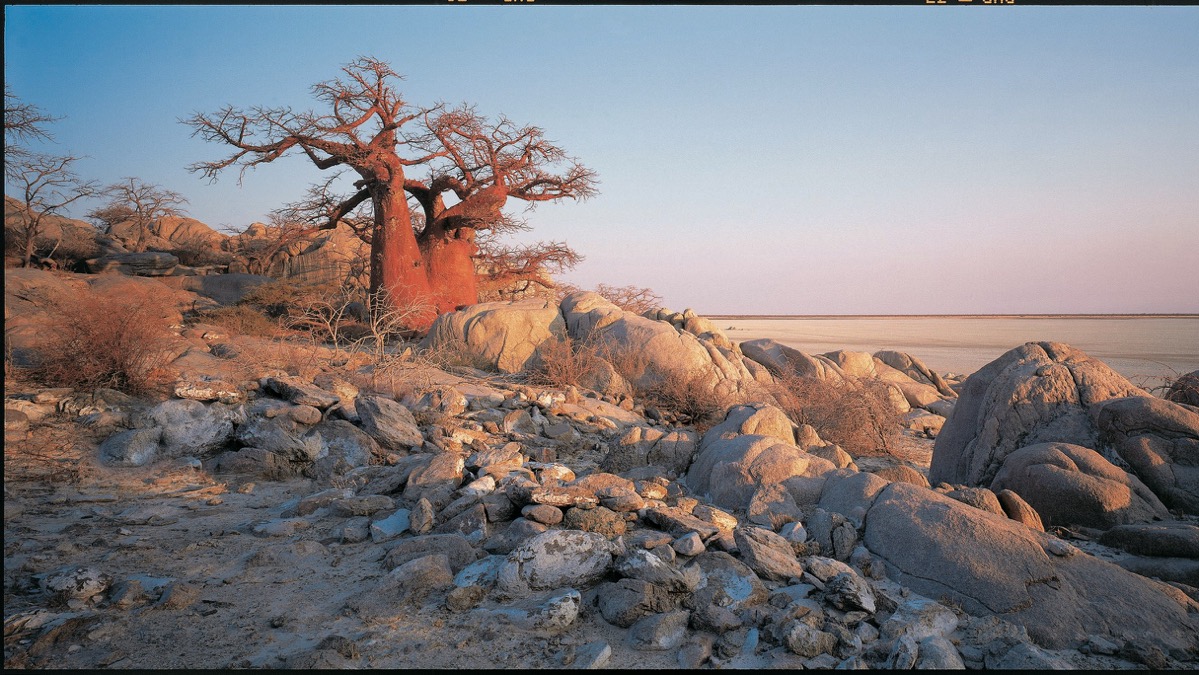 Safari entre les Baobabs